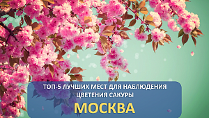 ТОП-5 лучших мест цветения сакуры в Москве